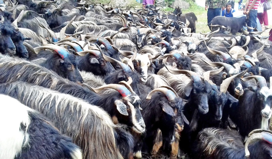 कृषि तथा पशुपालन क्षेत्रलाई प्राथमिकतामा राख्न माग