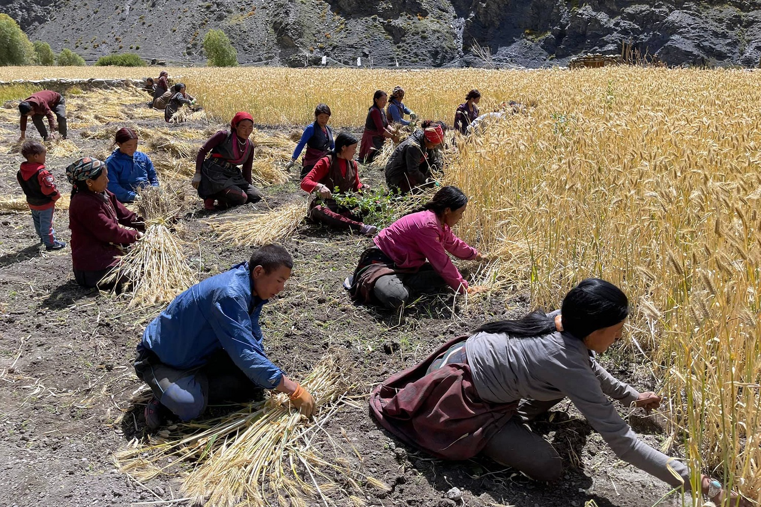 बाली भित्र्याउँदै उपल्लो डोल्पाका किसान