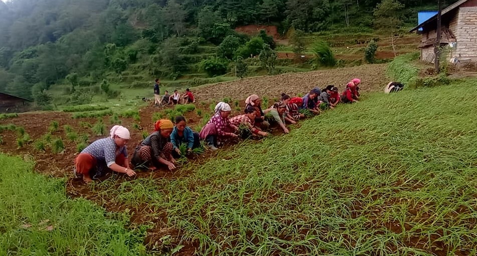 कोरोना माहमारीबीच स्याङ्जामा कोदो खेतीमा वृद्धि