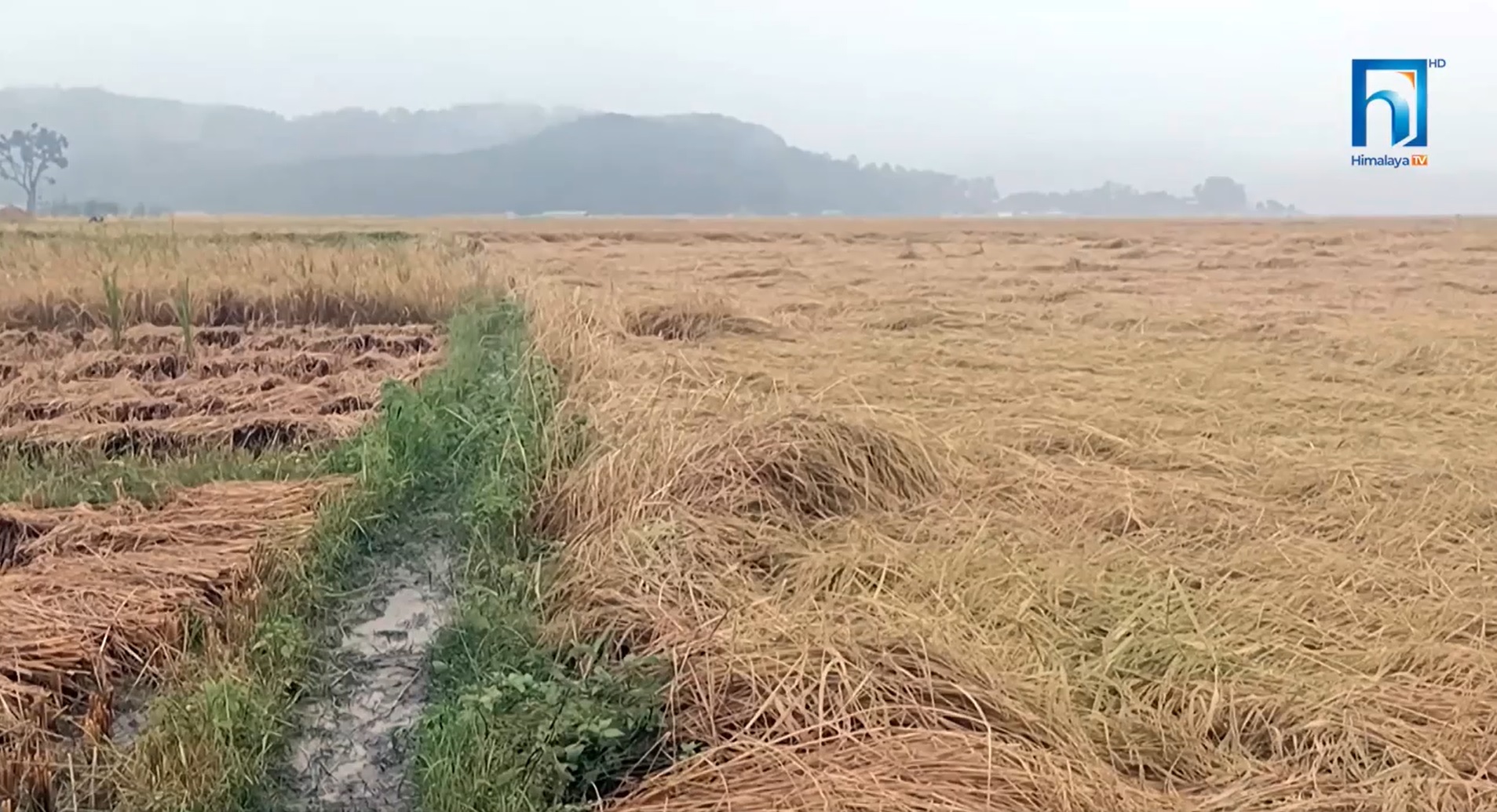 सप्तरीमा वर्षाले धानबालीमा क्षति