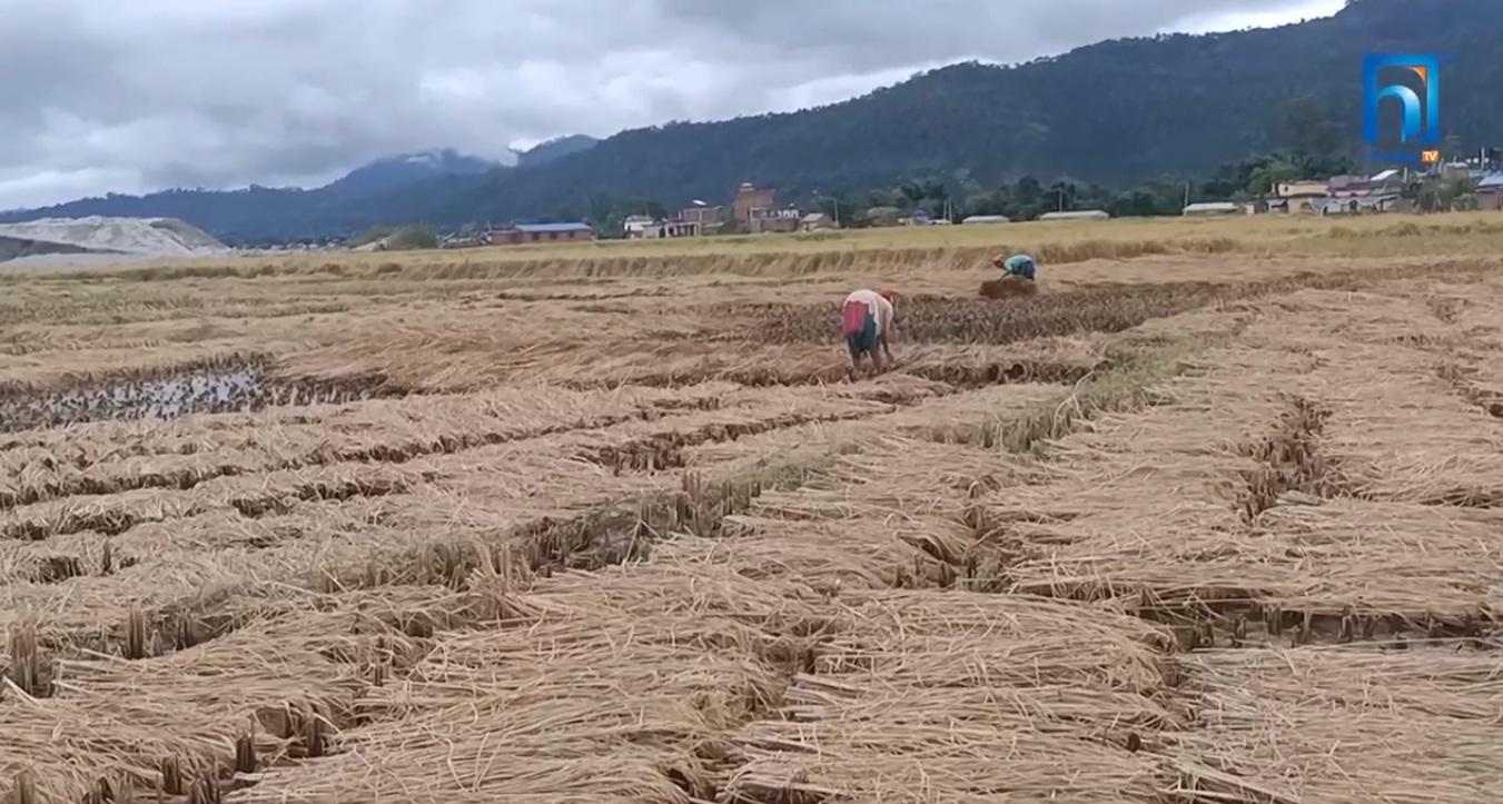 सरकारको बाली बीमा कार्यक्रमः किसानलाई जानकारी नै छैन (भिडियो रिपोर्टसहित)