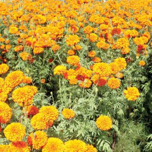 चैत १७ देखि २० गतेसम्म पुष्प मेला हुने