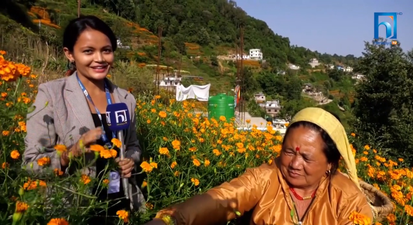 बारीभरि ढकमक फुले फूल, किसानको मनमा भने यस्तो पीर (भिडियो रिपोर्टसहित)