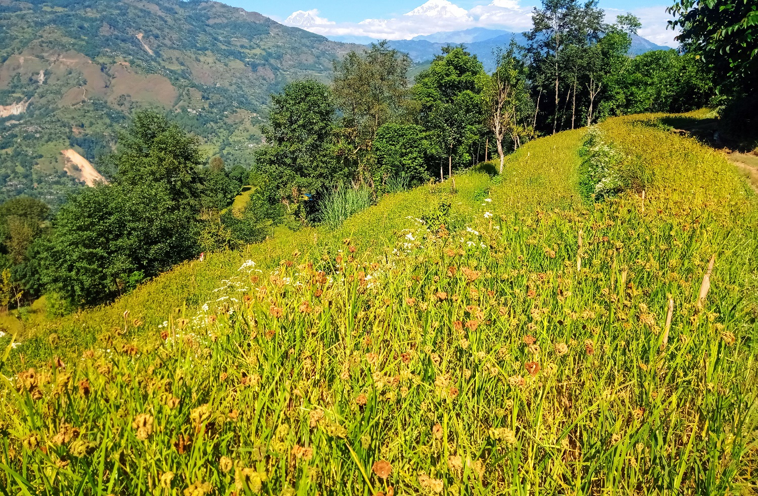 कोदो खेतीमा किसानको यसरी आकर्षण घट्दो