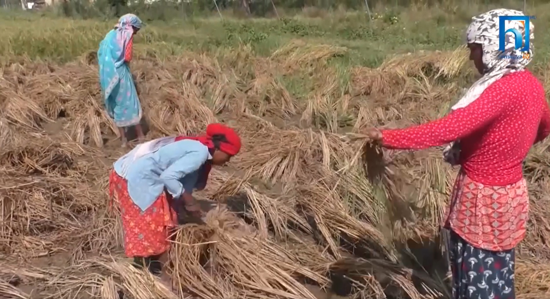 बाली बीमाबारे किसान बेखबर (भिडियो रिपोर्टसहित)