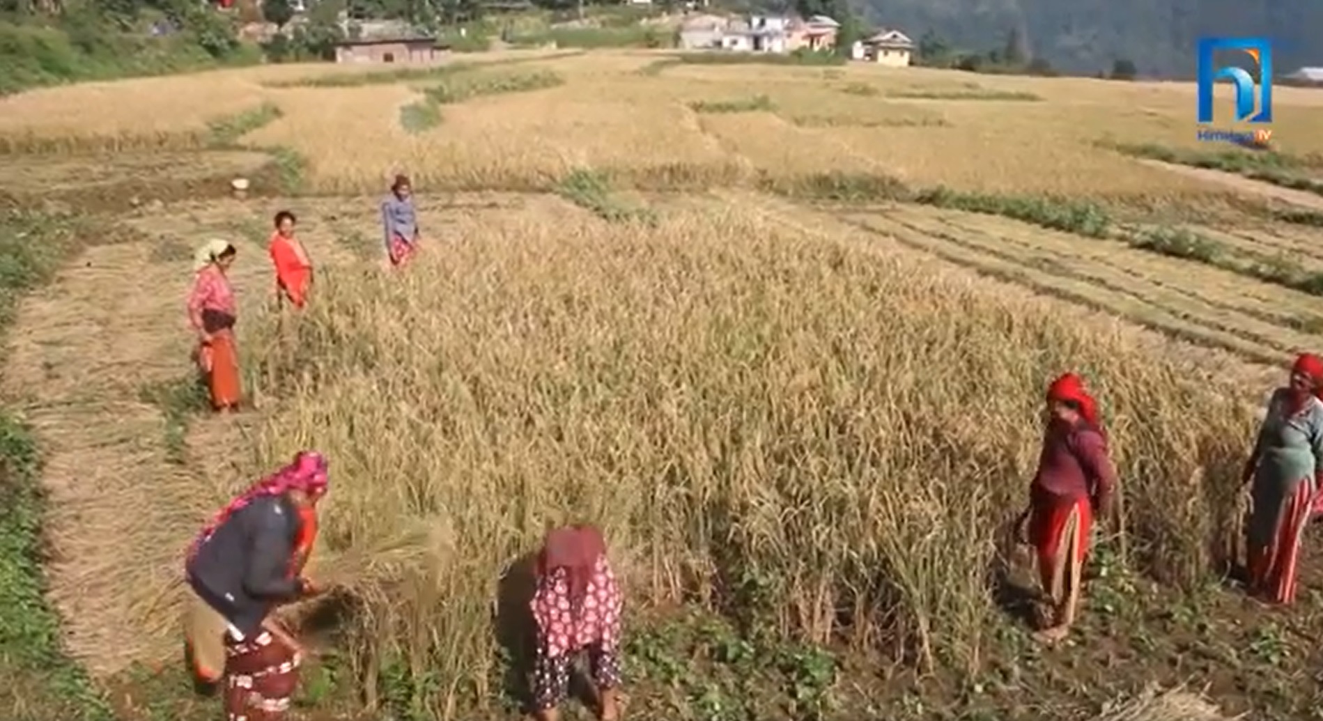 पाल्पाका किसान परम्परागत शैलीमा धान भित्राउँदै (भिडियो रिपोर्टसहित)