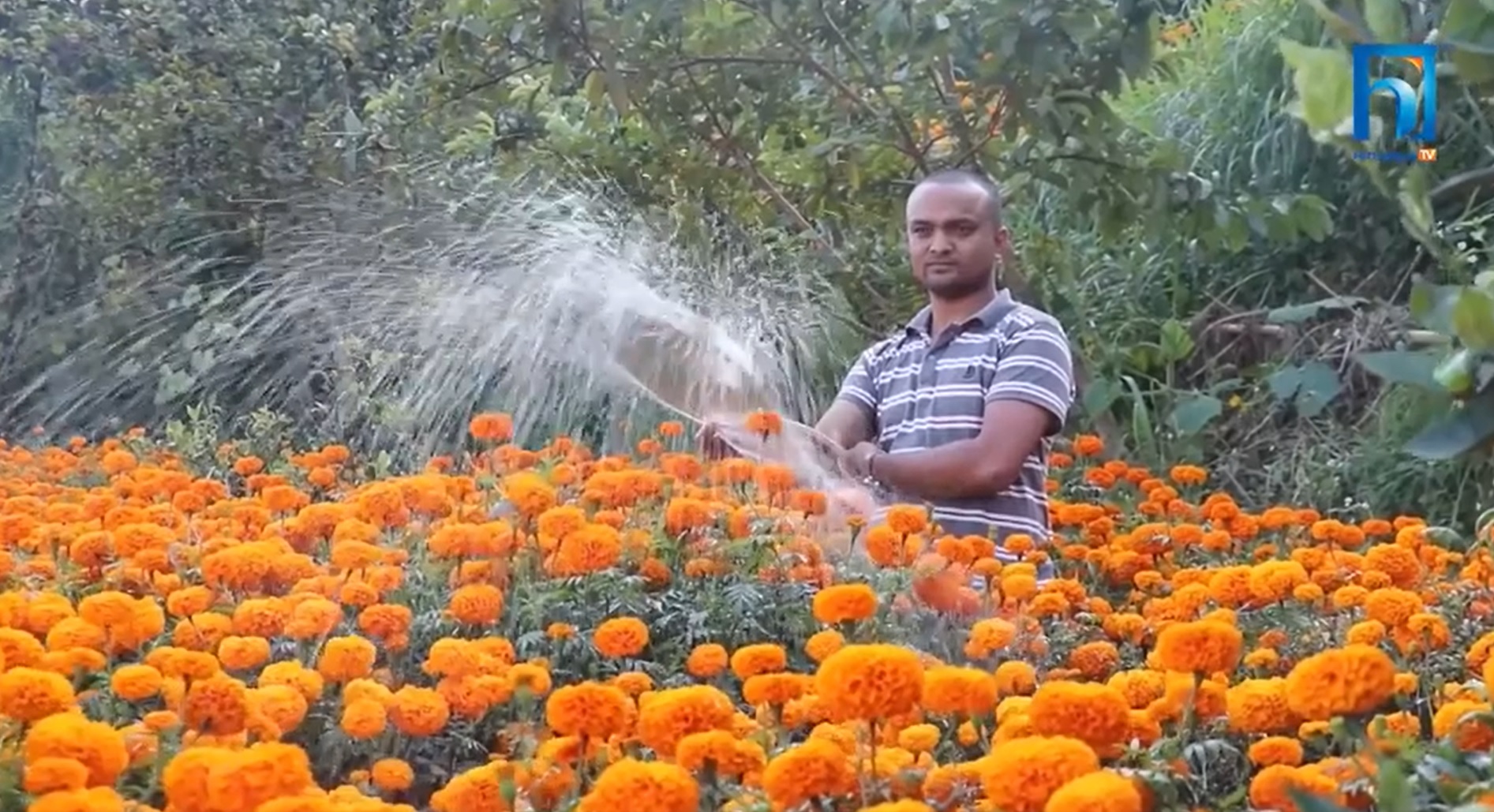 फूलमा यसरी आत्मनिर्भर बन्दै धनकुटा (भिडियो रिपोर्टसहित)
