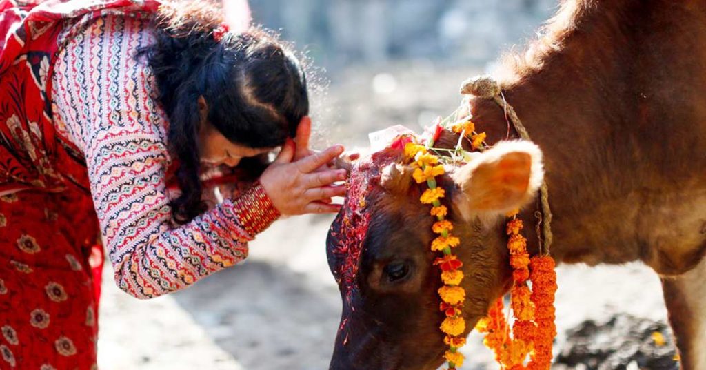 यम पञ्चकको चौथो दिन आज गाई, गोरु, गोवर्द्धन र हलि पूजा गरिँदै