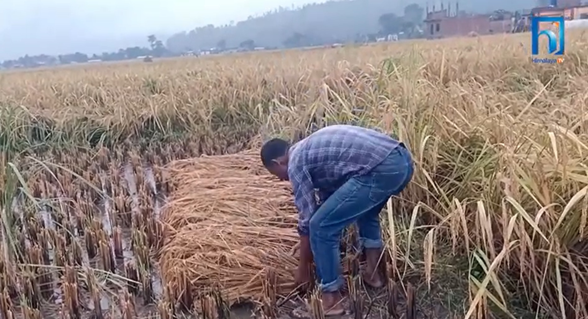 बेमौसमी वर्षा पीडित किसानले अझै पाएनन् राहत (भिडियो रिपोर्टसहित)