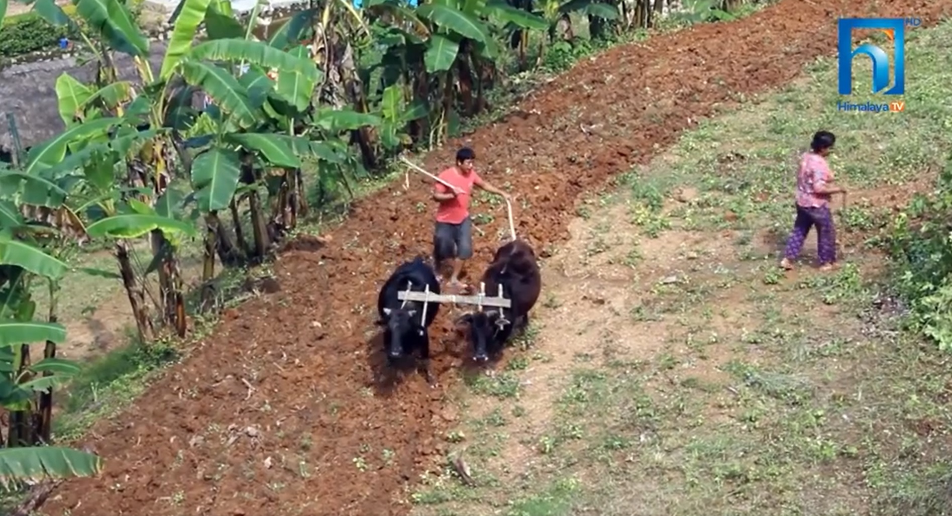 पाल्पामा व्यावसायिक तरकारी खेतीप्रति बढ्यो युवा आकर्षण (भिडियो रिपोर्टसहित)