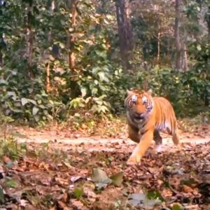 बाघको आक्रमणबाट महिलाको मृत्यु