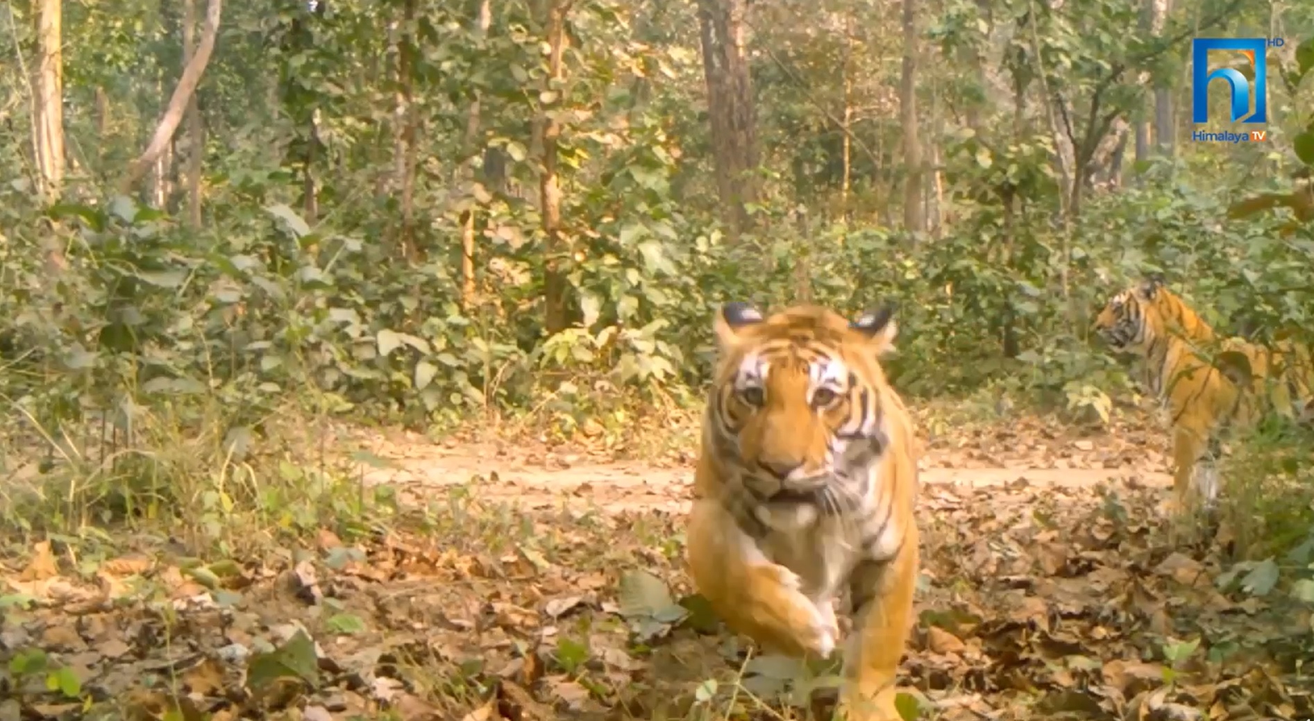 यसरी हुँदैछ बर्दिया राष्ट्रिय निकुञ्जमा बाघ गणना (भिडियो रिपोर्टसहित)