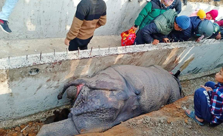 गैँडा मरेको घटनामा निर्माण कम्पनीका सञ्चालकलाई पक्राउ पुर्जी