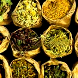 जडीबुटीको ७५ प्रतिशत बजार भारतमा