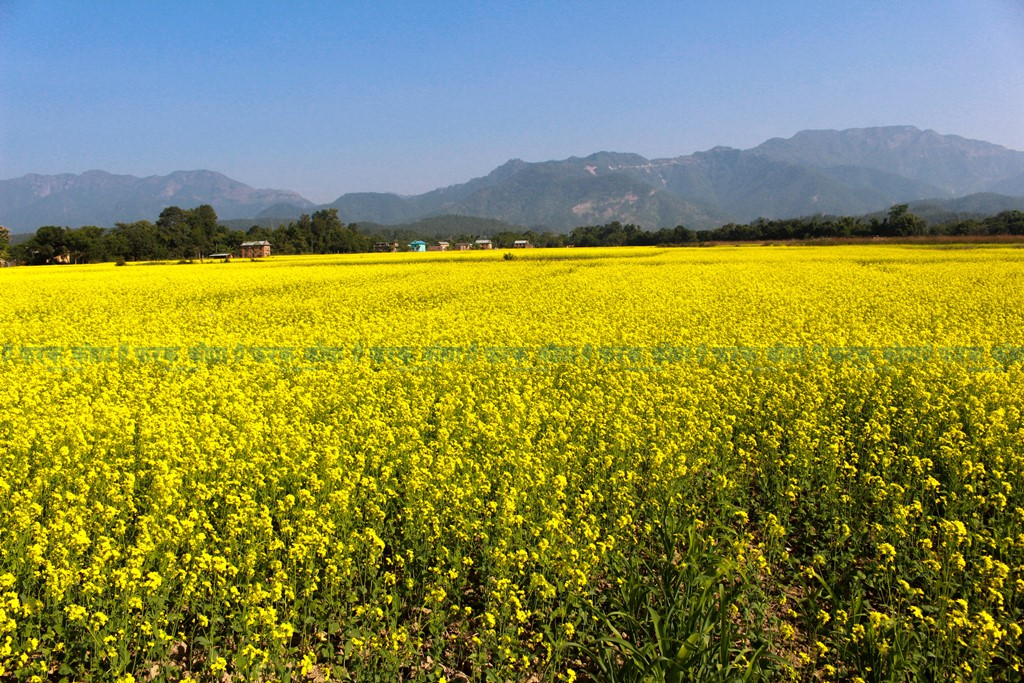 तोरीसहितको अन्नबाली बढाउँदै सर्लाहीका किसान