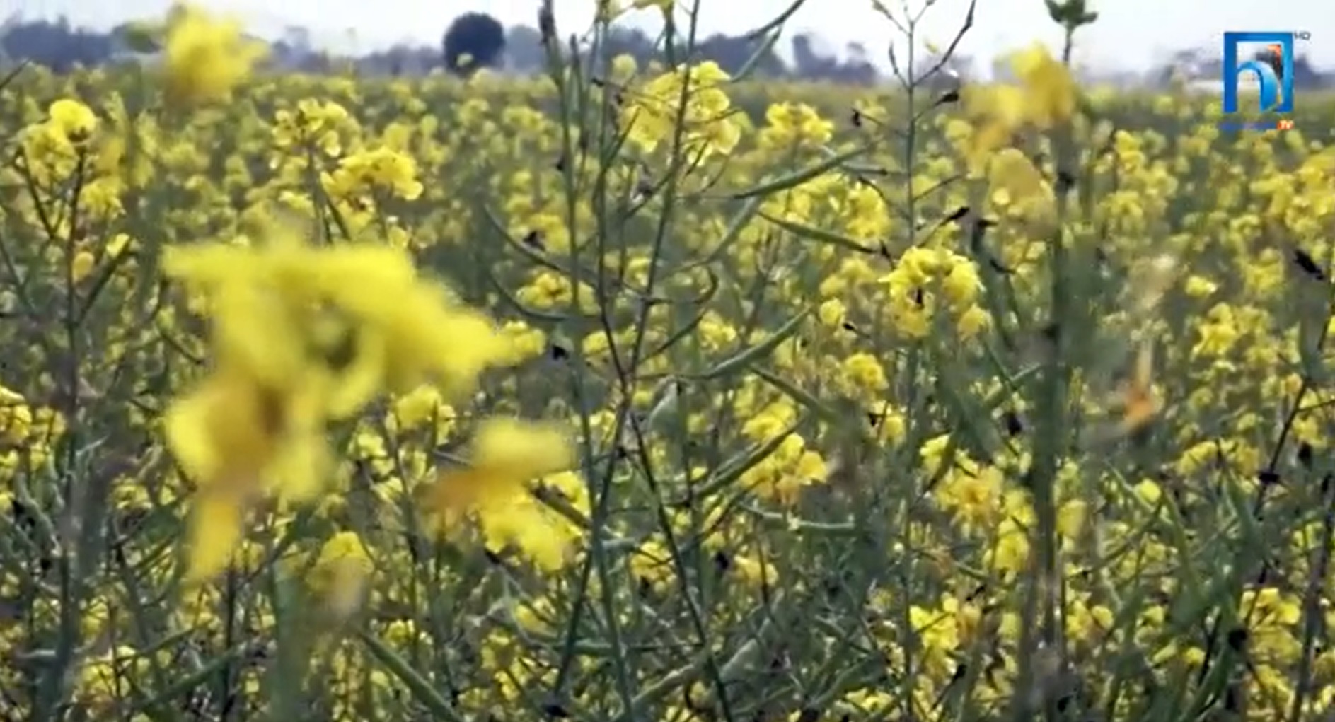 फेरि बढ्यो तोरी उत्पादन, किसानले महशुस गरे राहत (भिडियो रिपोर्टसहित)