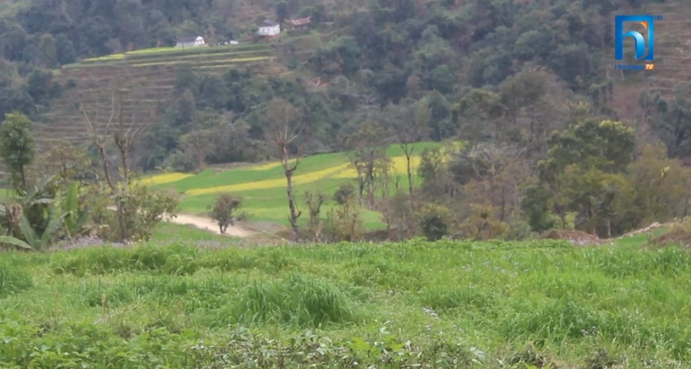 बीउ उत्पादन पेशाबाट पलायन हुँदै किसान (भिडियो रिपोर्टसहित)