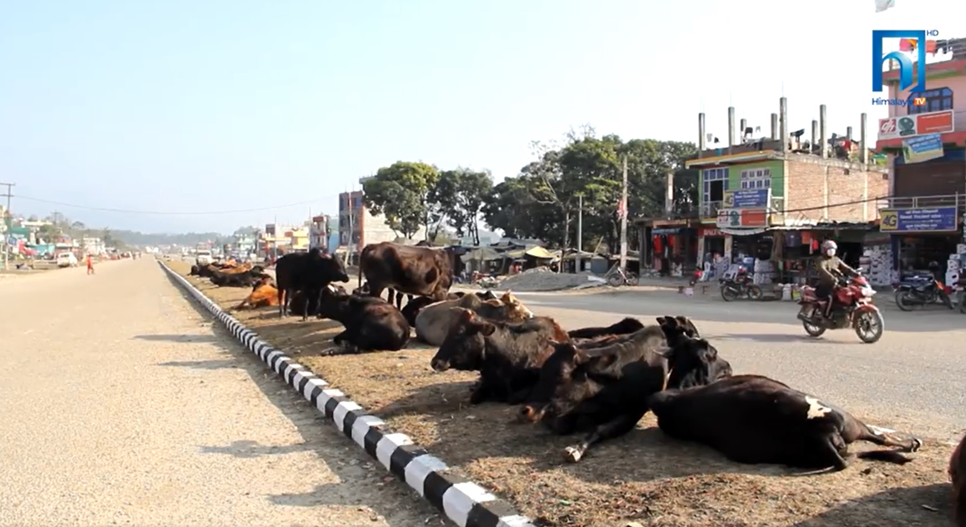 छाडा चौपायाका कारण दुर्घटना बढ्दै  (भिडियो रिपोर्टसहित)