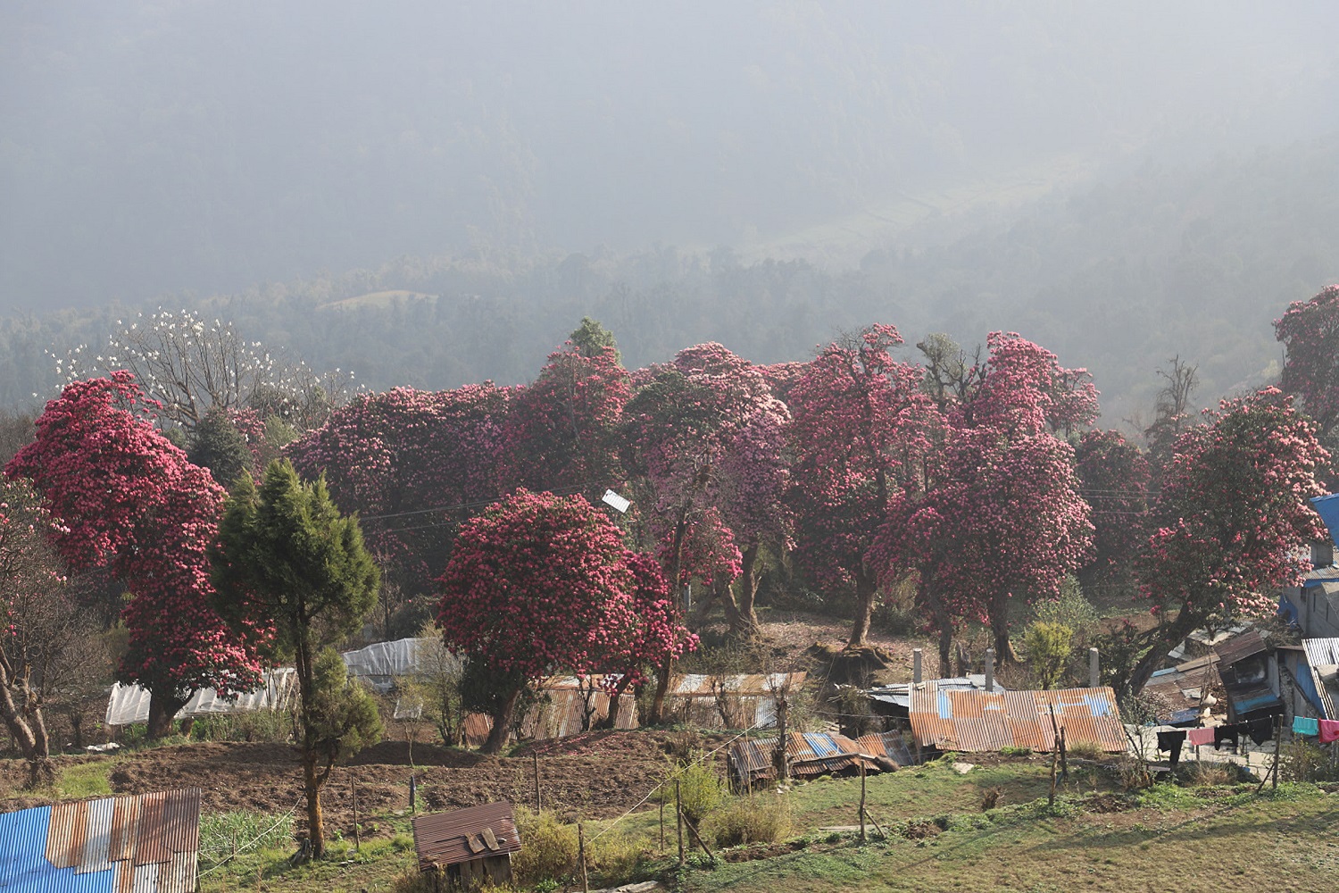 लालीगुराँसले ढकमक्क घोडेपानी पर्यटकको पर्खाइमा