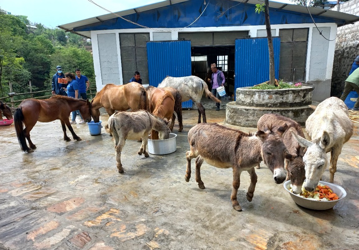 विश्व गधा दिवस मनाइँदै, लोप हुने अवस्थामा गधा