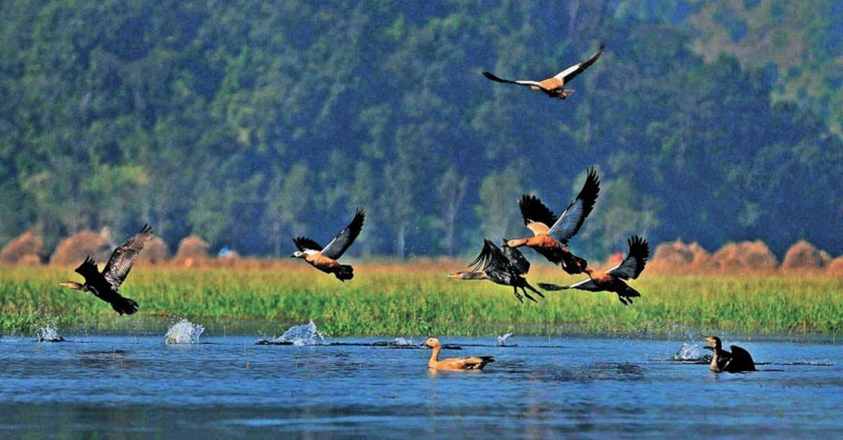 पाहुना चराले रमणीय गौशालाबजार