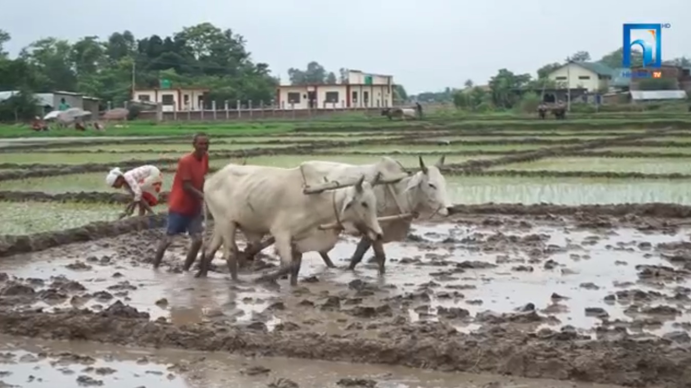 मल नपाउँदा किसान निराश (भिडियो रिपोर्टसहित)