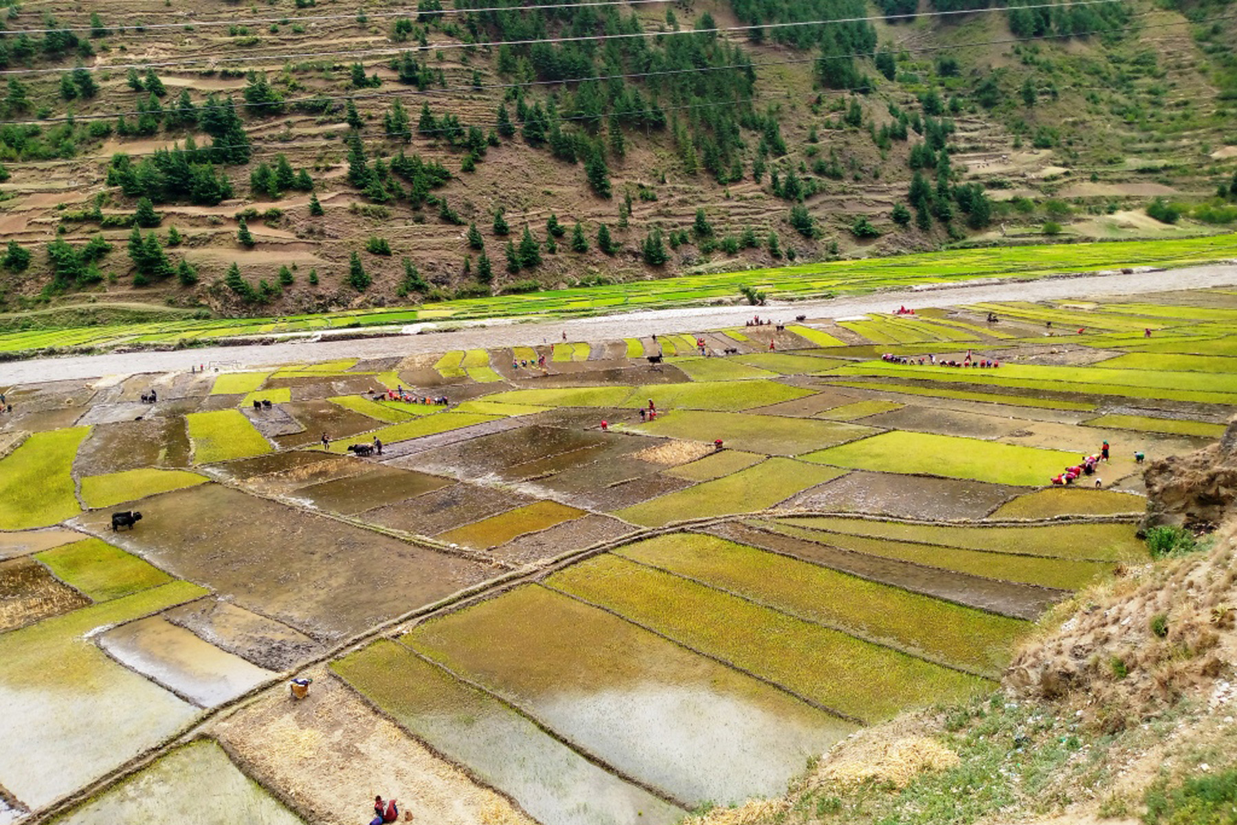 जुम्ली मार्सी चामलको माग अन्तर्राष्ट्रिय बजारमा