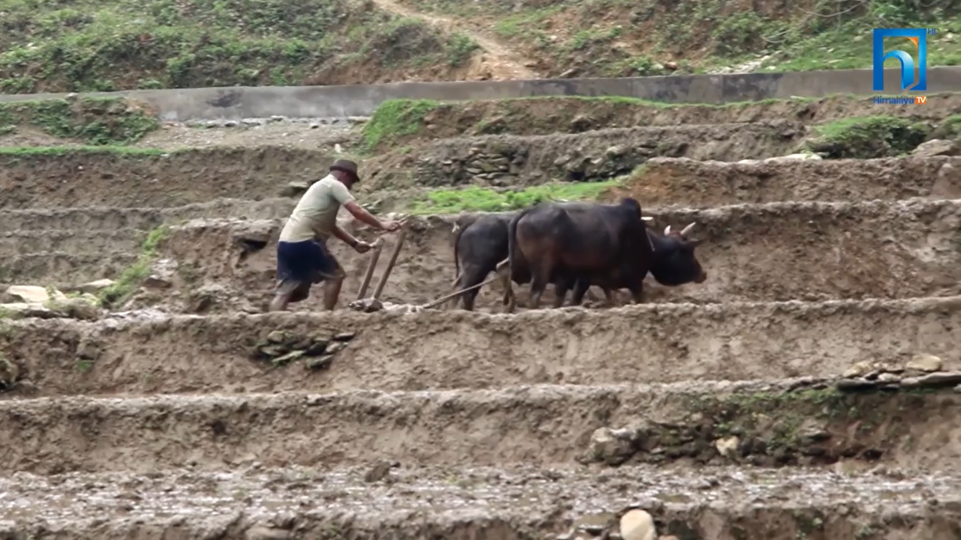 यस्ता कारणले कर्णालीका नागरिक महंगोमा तरकारी खरिद गर्न बाध्य (भिडियो रिपोर्टसहित)