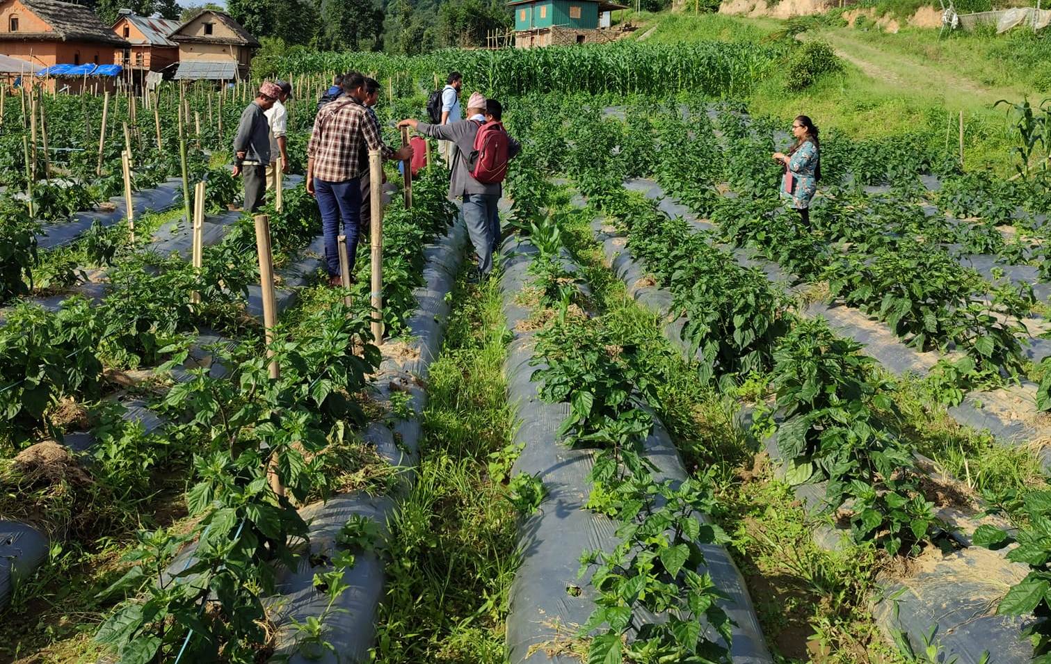 आम्दानीको स्रोत बन्दै अकबरे खुर्सानी