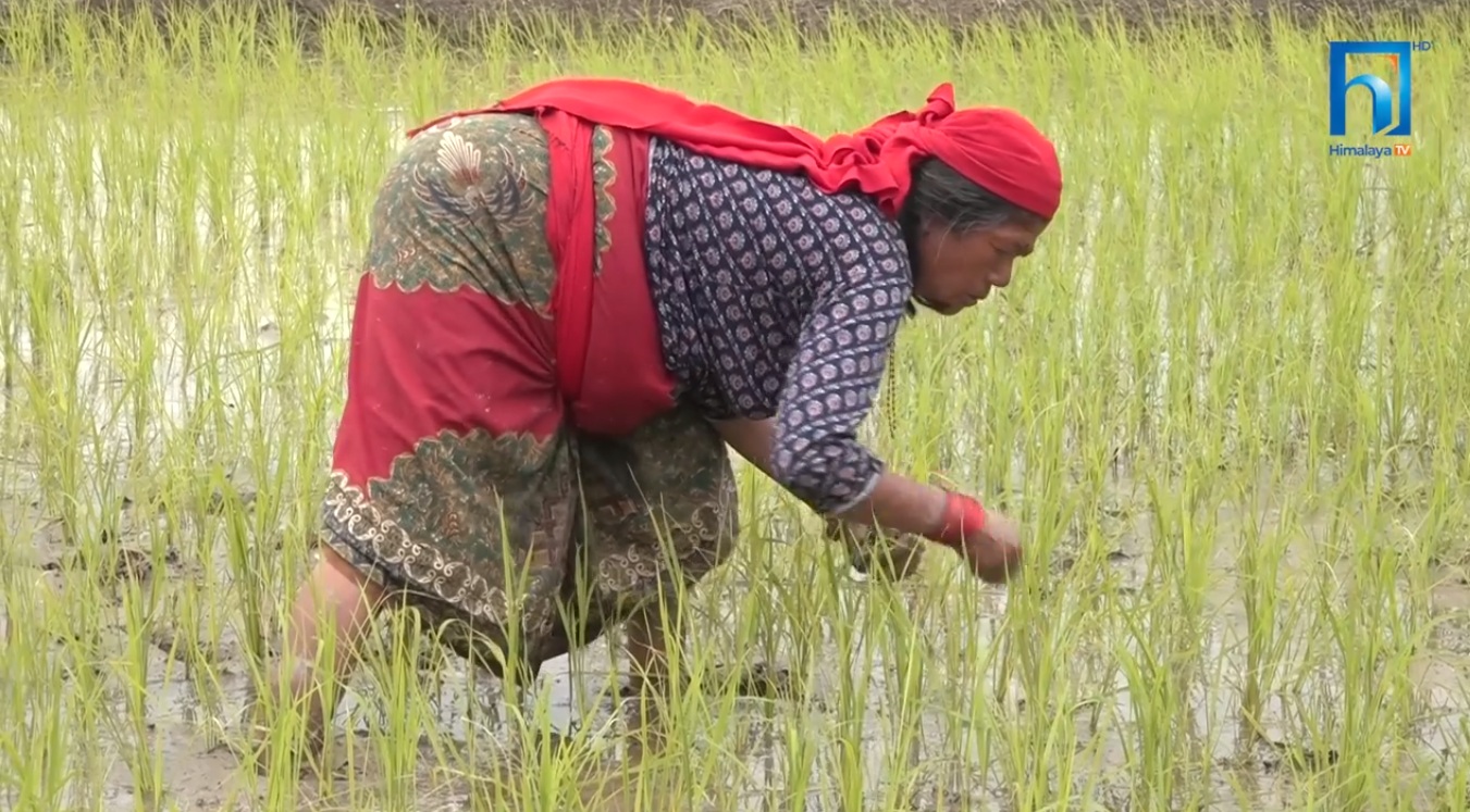 जिडिपीमा कृषिको योगदान घट्दै, अर्थतन्त्रमा ठूलो संकट आउने चिन्ता (भिडियो रिपोर्टसहित)