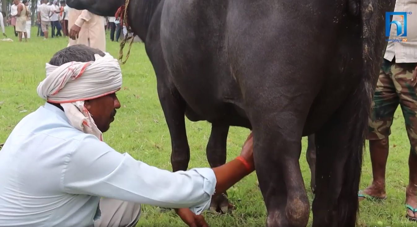 हाट बजारले पशुचौपाया बेच्न किसानलाई यस्तो सहज (भिडियो रिपोर्टसहित)