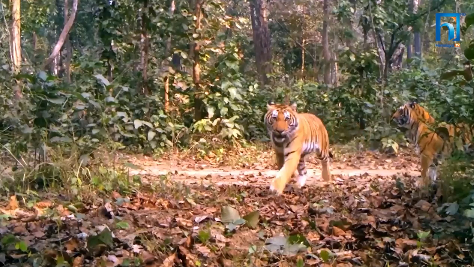 प्रतिबद्धताअनुसार बाघको संख्या मात्र होइन मानिससँगको द्वन्द्व पनि बढ्दो (भिडियो रिपोर्टसहित)