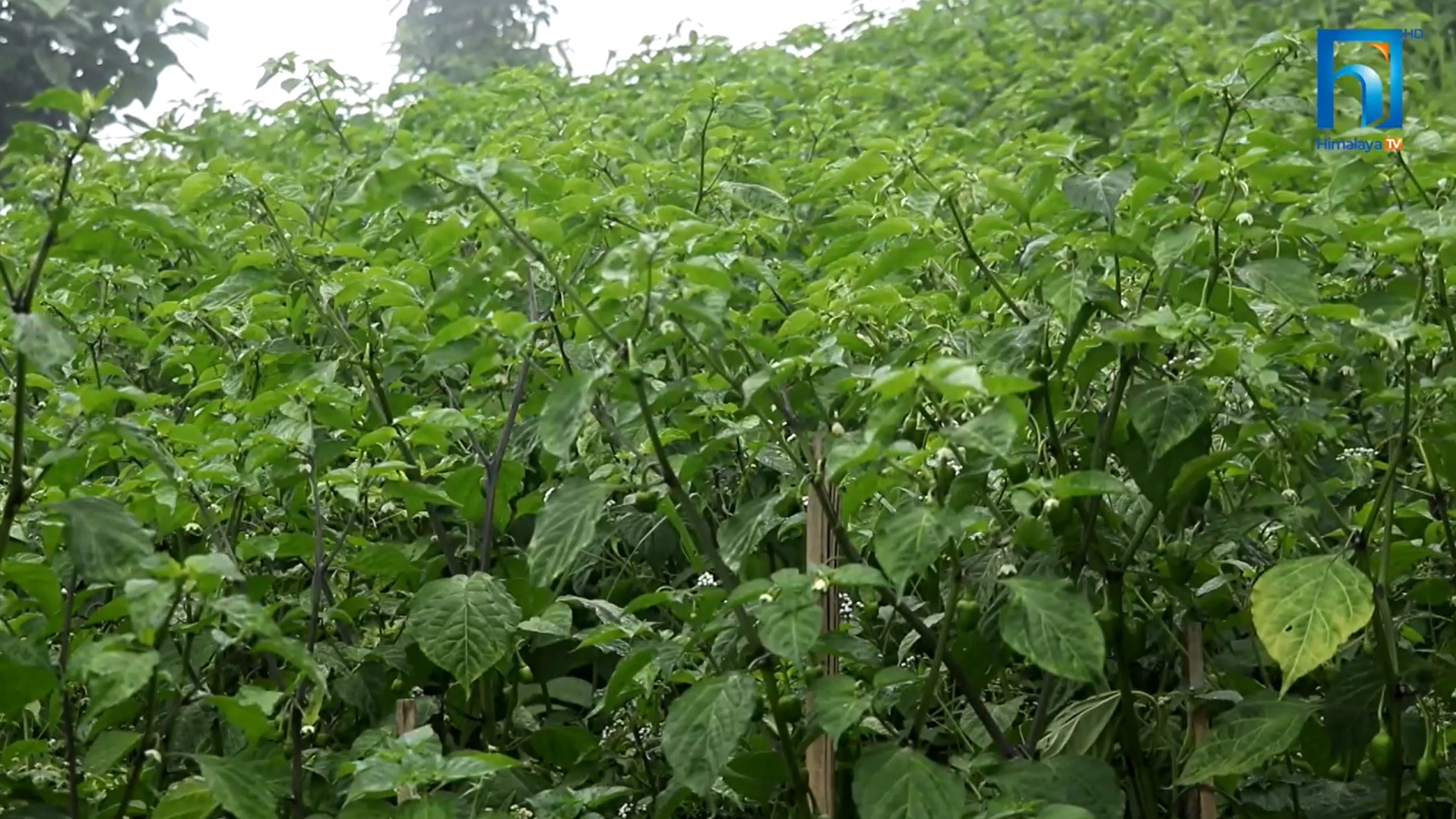 अकबरे खुर्सानी खेतीमा इलामेली किसानको यस्तो आकर्षण (भिडियो रिपोर्टसहित)
