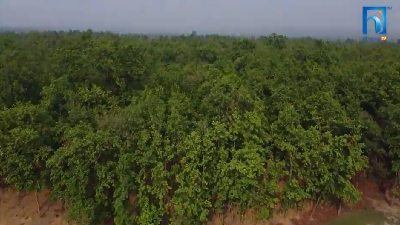 समुदायले जिम्मा लिएपछि ११ प्रतिशतले बढ्यो वन (भिडियो रिपोर्टसहित)