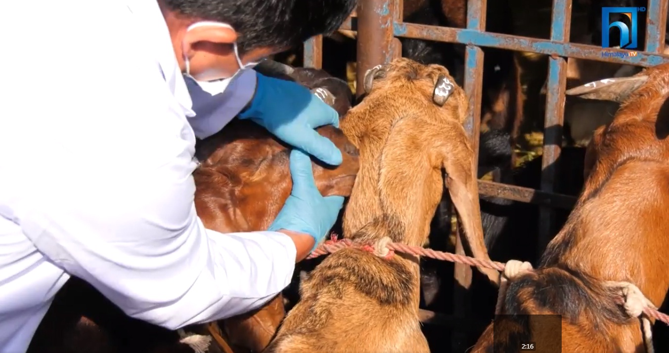 काठमाडौंमा यसरी हुँदैछ खसी-बोकाको स्वास्थ्य परीक्षण  (भिडियो रिपोर्टसहित)