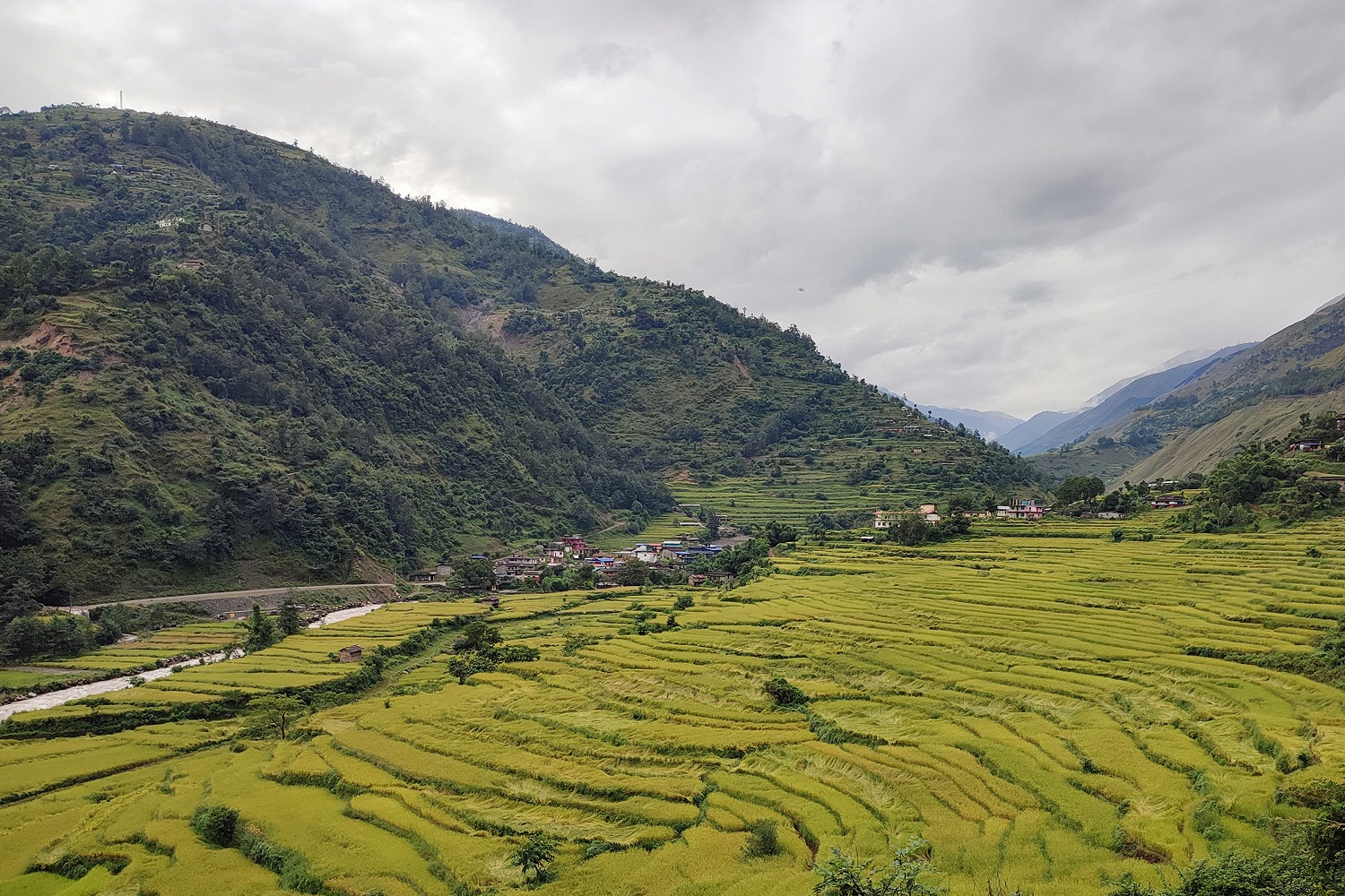 बलेवामा धान काट्ने र न्वागी खाने अठारौँ शताब्दीको परम्परा