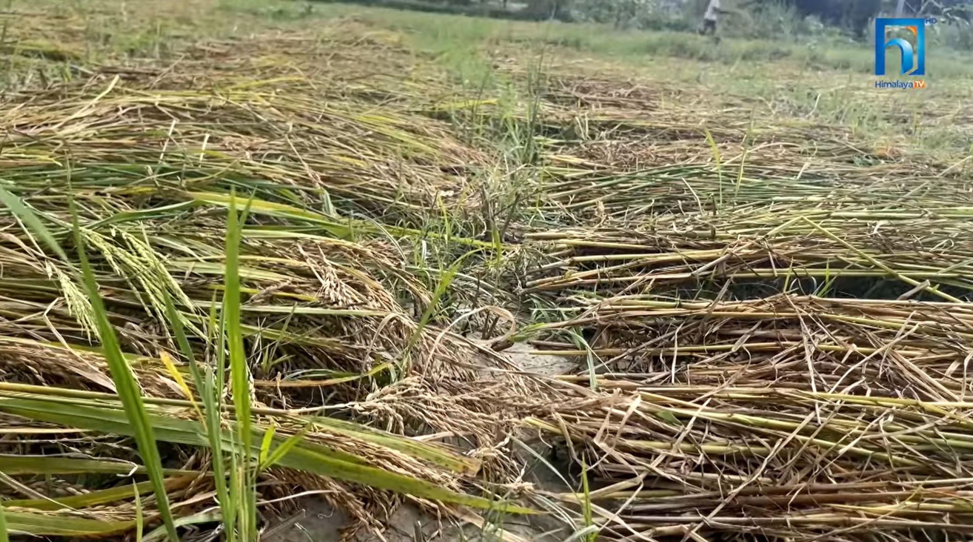 कञ्चनपुरका किसानलाई प्रकृतिले यो वर्ष पनि यसरी ठग्यो (भिडियो रिपोर्टसहित)