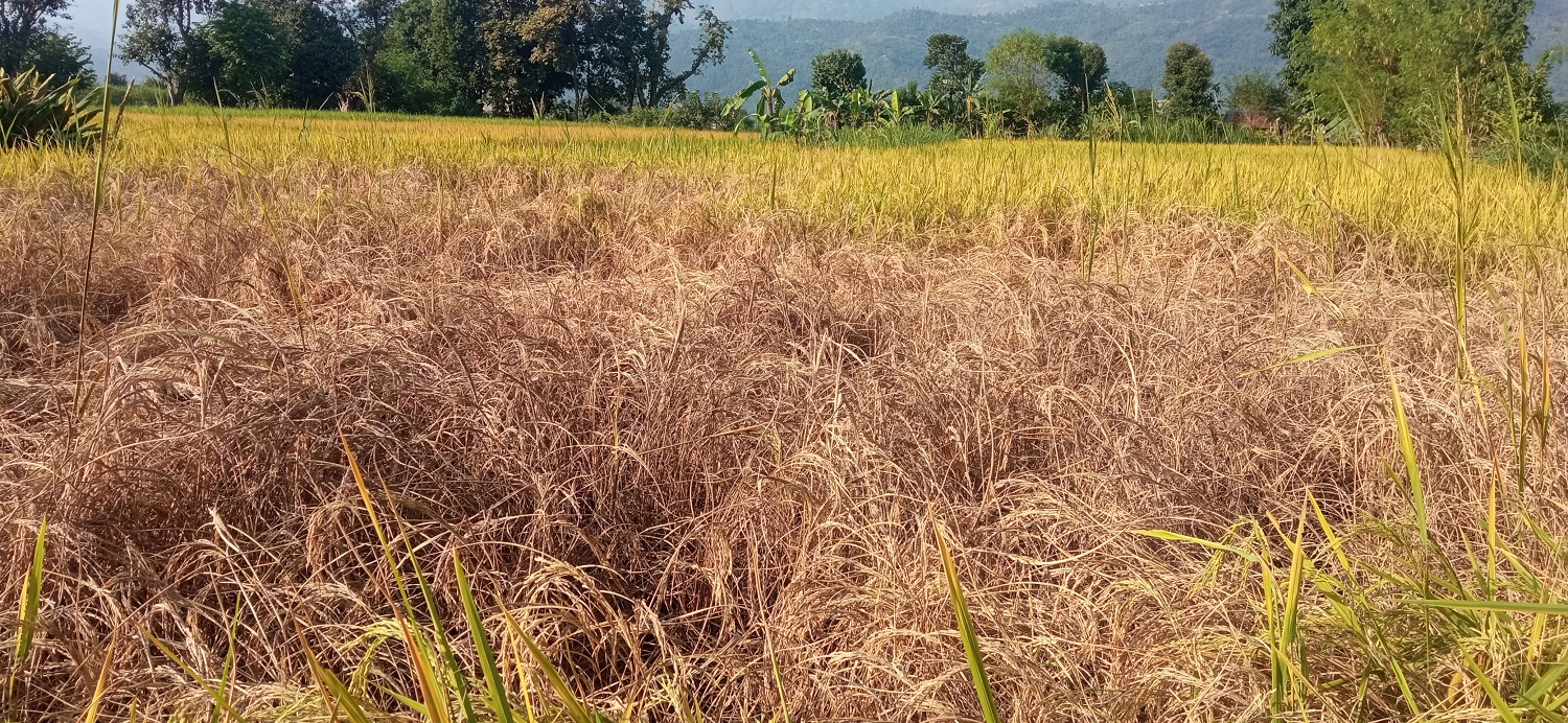 धानमा लागेन दाना, किसान चिन्तित