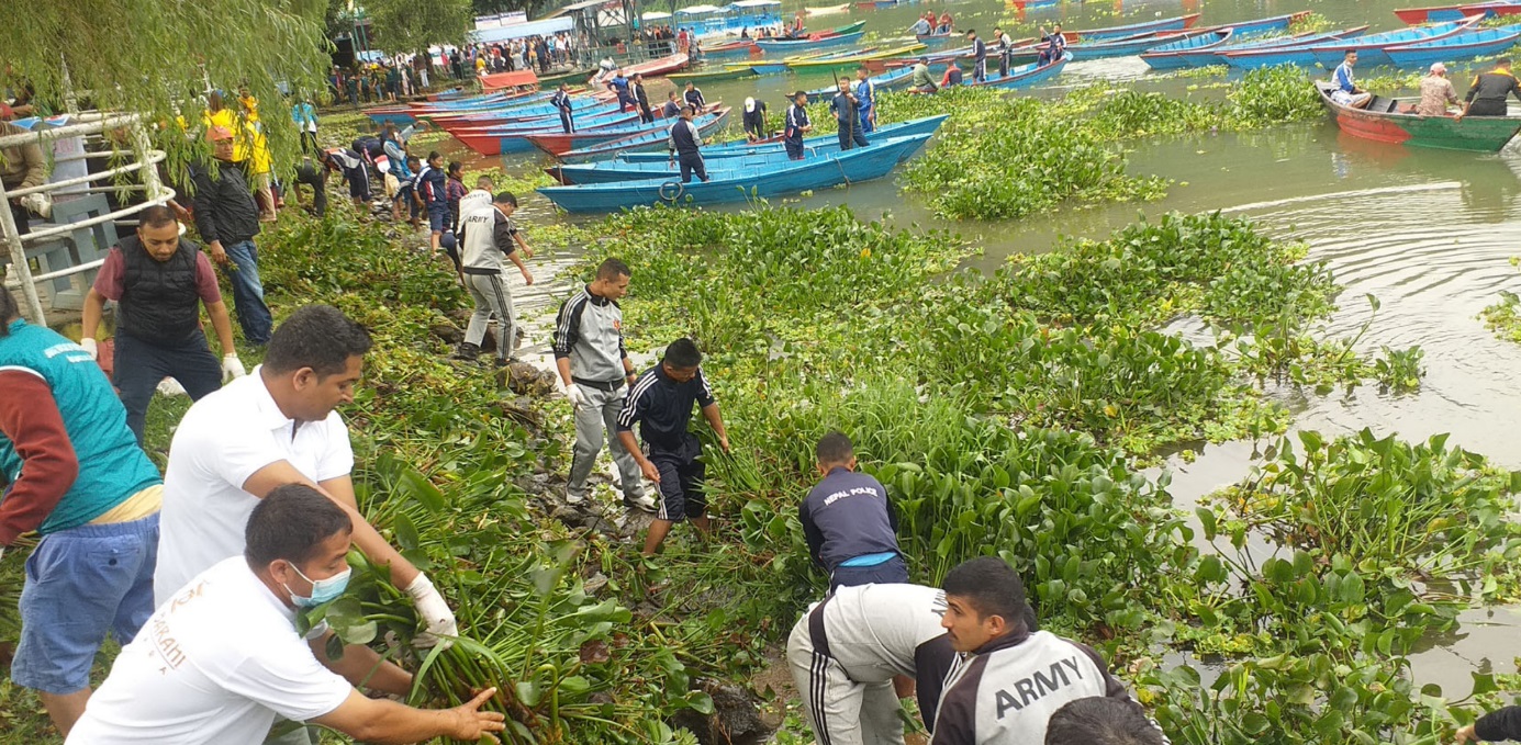 फेवातालको जलकुम्भी झार सफाइमा जुटे पोखरेली