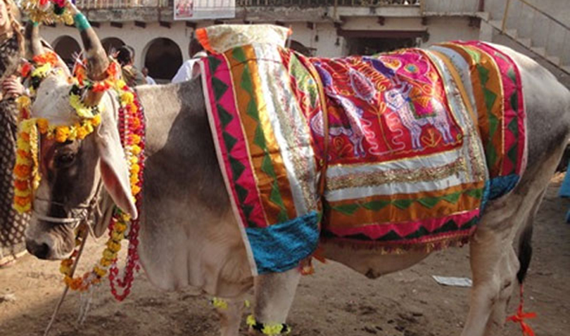 आज गोवर्द्धन, बलि, गोरु र हली पूजा गरिँदै