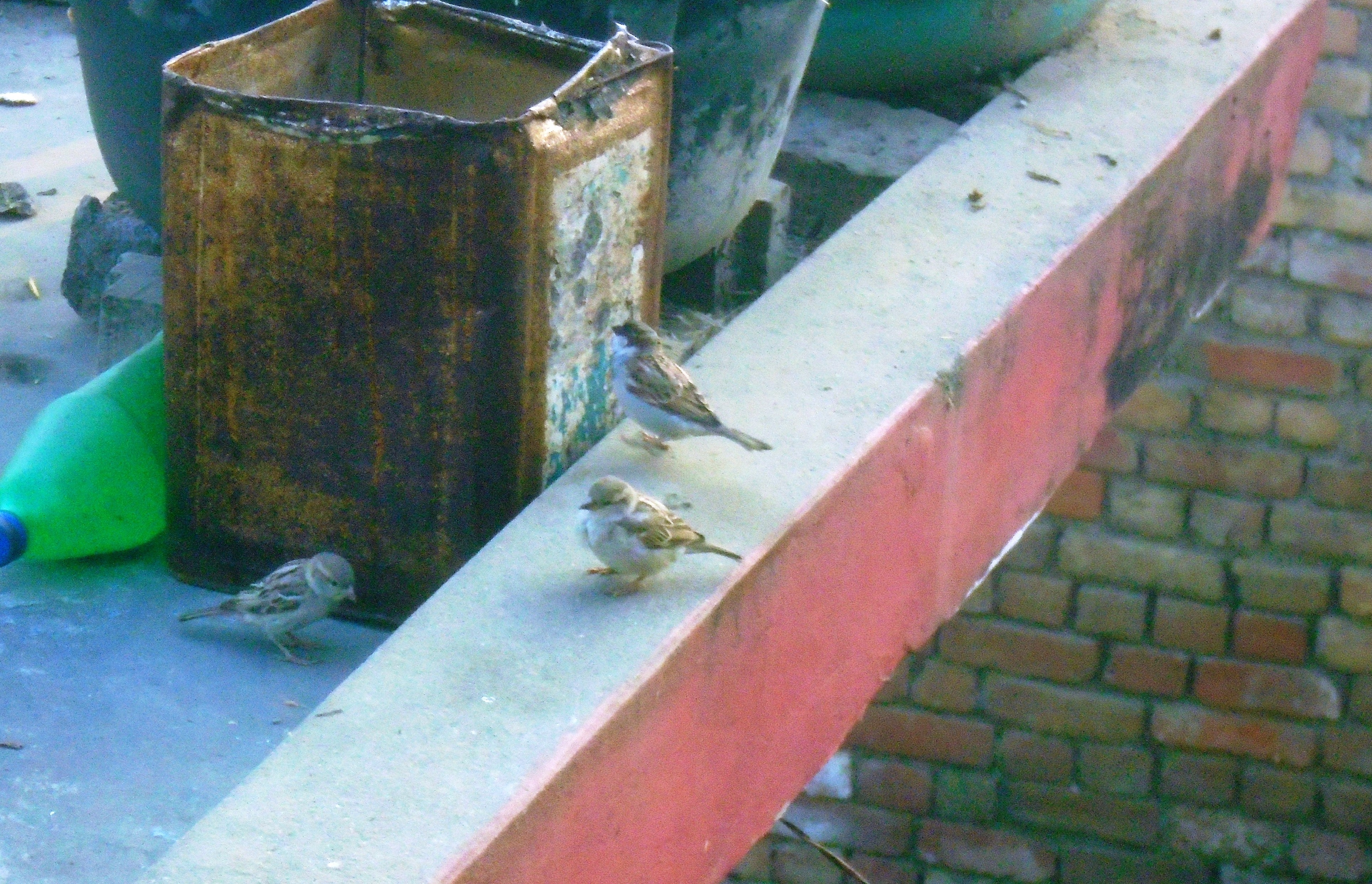 कता हराए चिरबिर गर्ने भँगेरा ?