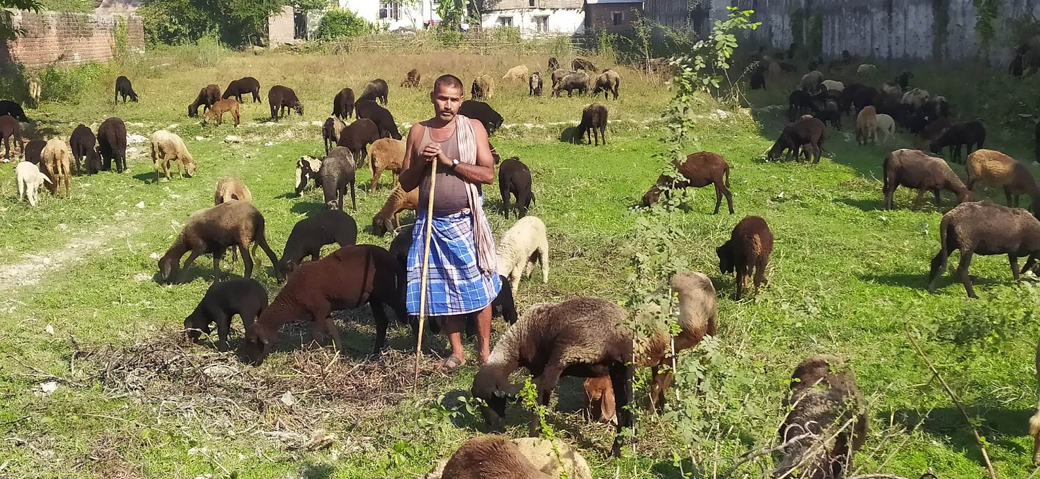 भेडाबाख्रा पाल्न चरन क्षेत्रको अभाव