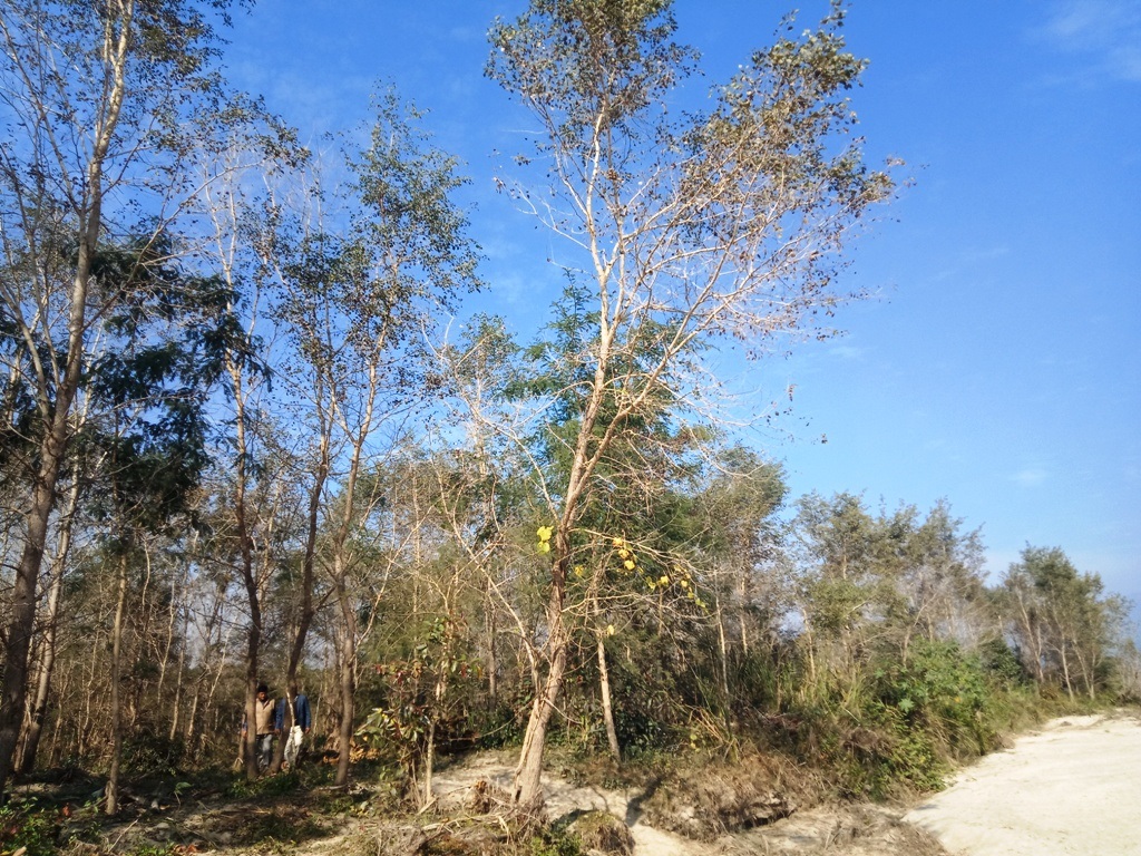 स्थानीयको अग्रसरतामा नदी बगर बन्यो सामुदायिक वन