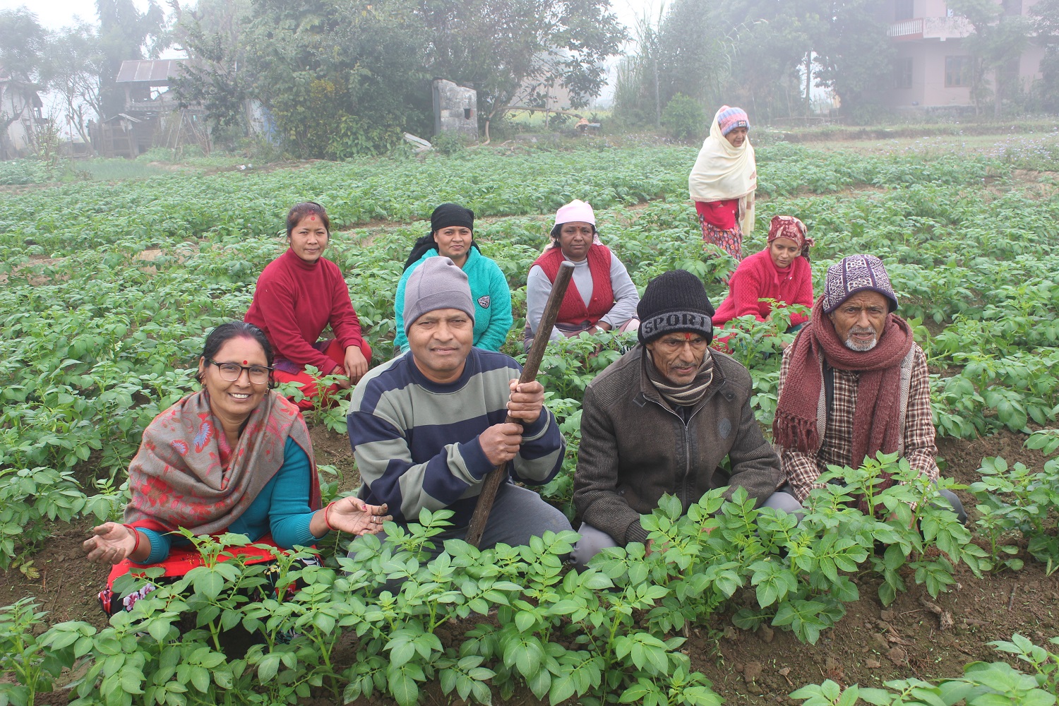 सामूहिक आलु खेतीमा आकर्षित किसान