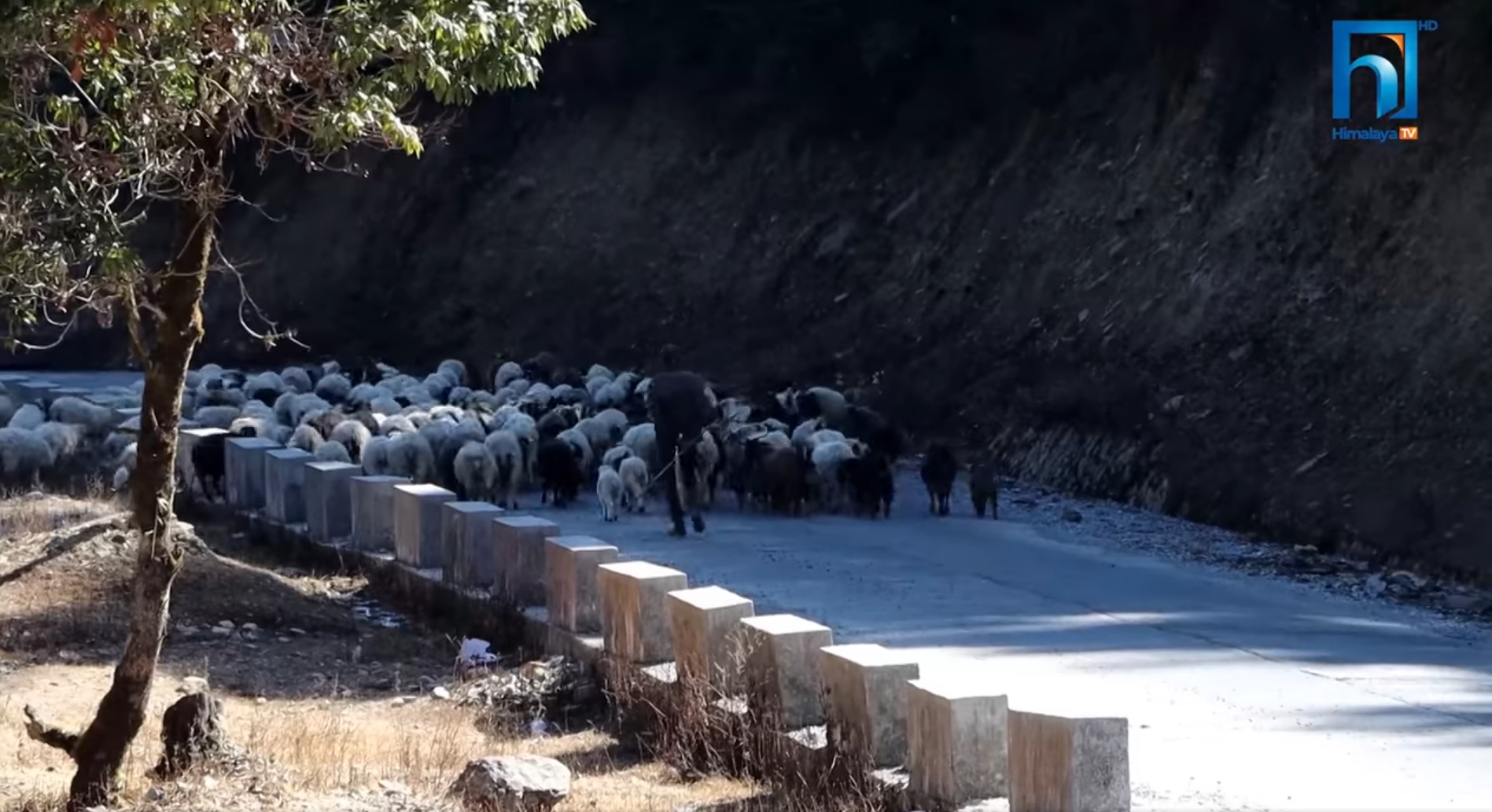 रुकुमपूर्वका भेडी गोठालाहरु न्यानो खोज्दै बेसी झर्न थाले (भिडियो रिपोर्टसहित)