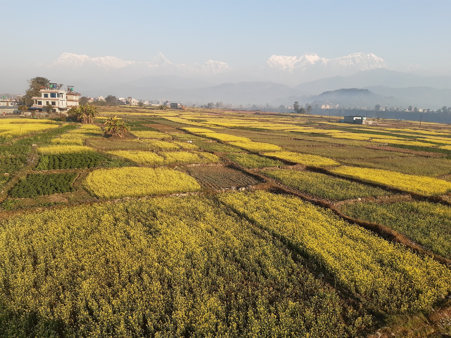 गगनगौँडा फाँटमा उत्पादन बढ्दै, जमिन घट्दै