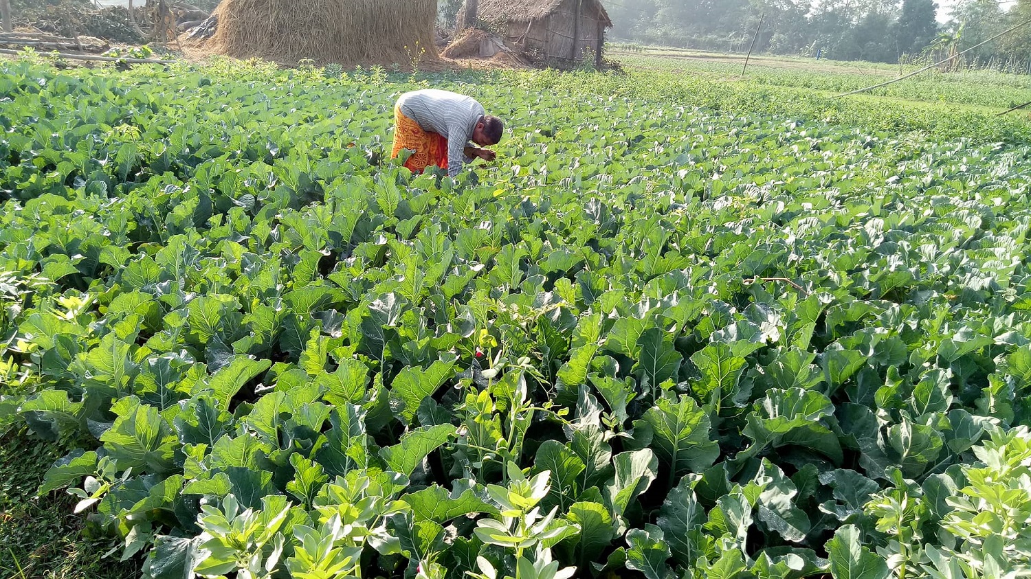 व्यावसायिक तरकारी खेती गर्ने किसानलाई बजारको चिन्ता