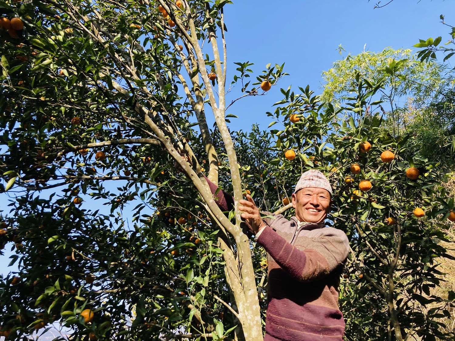 पूर्वप्रदेशसभा सदस्यको सुन्तला खेती