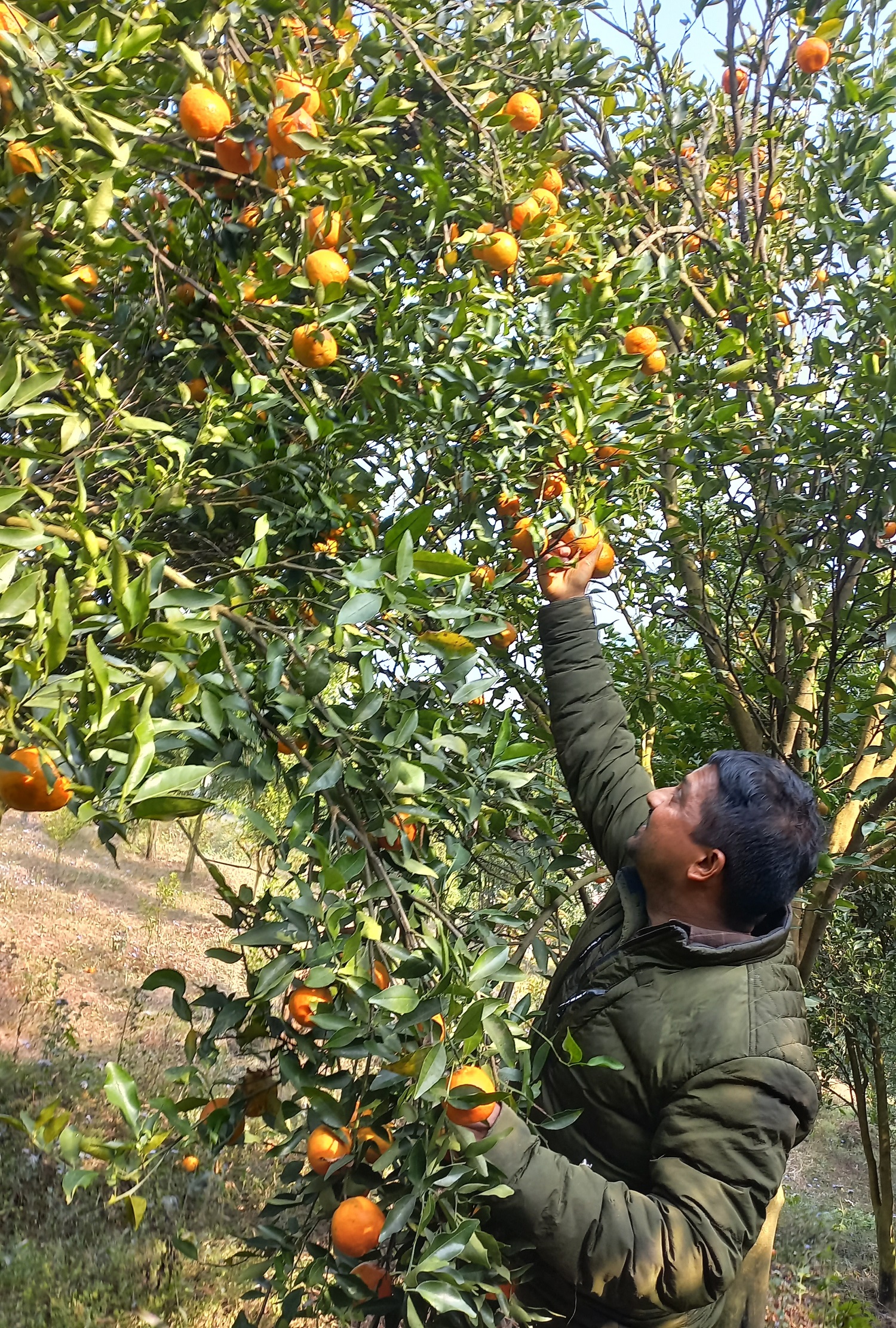 प्रविधियुक्त सुन्तला बगैँचा व्यवस्थापनले किसानमा उत्साह