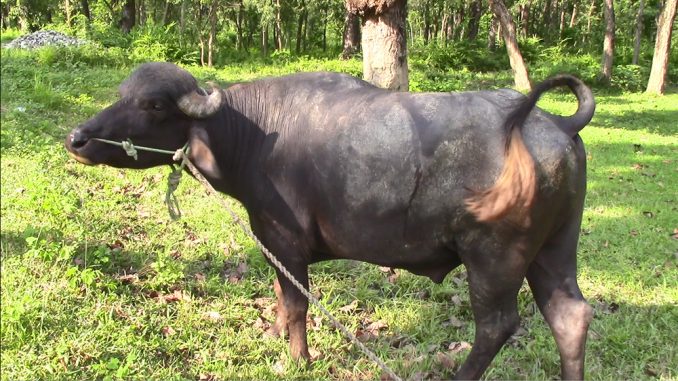 गुल्मीमा राँगाको तथ्याङ्क सङ्कलन गरिँदै